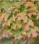 Zuckerahorn - Acer saccharum