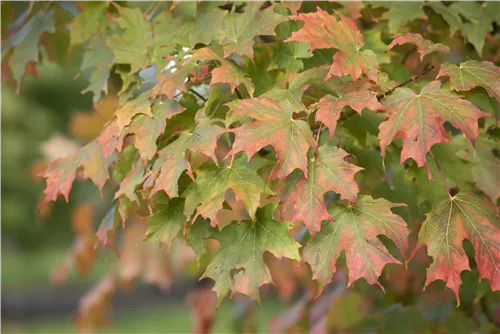 Zuckerahorn - Acer saccharum