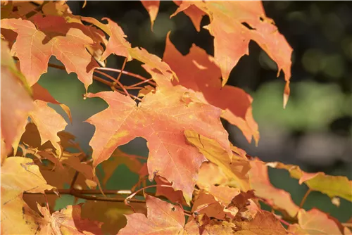 Zuckerahorn - Acer saccharum