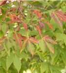 Zuckerahorn - Acer saccharum