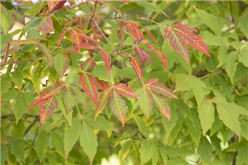 Zuckerahorn - Acer saccharum