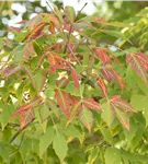 Zuckerahorn - Acer saccharum