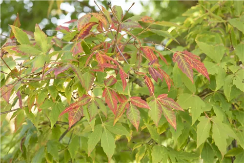 Zuckerahorn - Acer saccharum