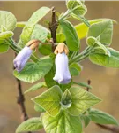 Blauglockenbaum - Paulownia tomentosa