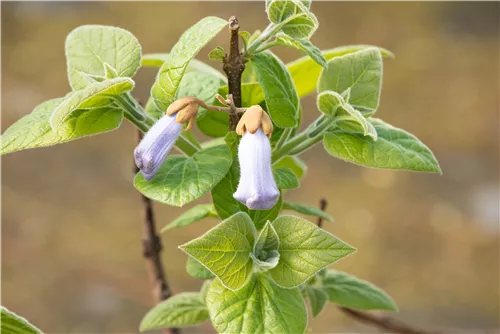 Blauglockenbaum - Paulownia tomentosa