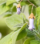 Blauglockenbaum - Paulownia tomentosa