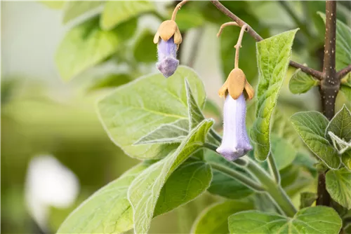 Blauglockenbaum - Paulownia tomentosa