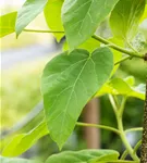 Blauglockenbaum - Paulownia tomentosa