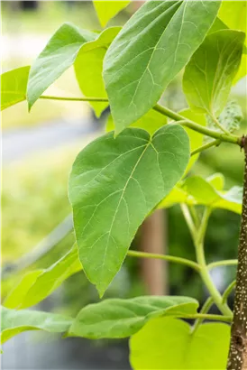 Blauglockenbaum - Paulownia tomentosa