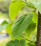 Blauglockenbaum - Paulownia tomentosa