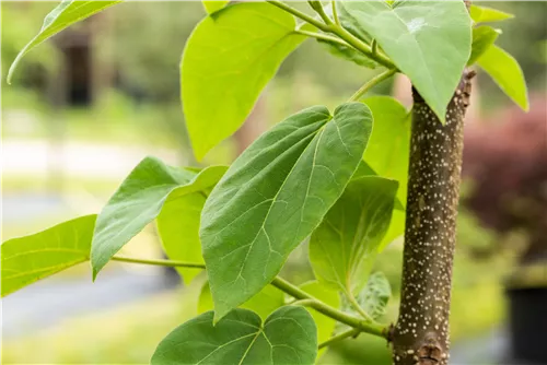 Blauglockenbaum - Paulownia tomentosa