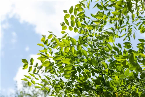 Geweihbaum - Gymnocladus dioicus