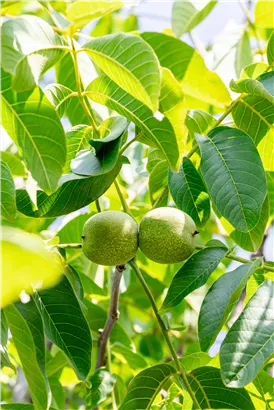 Walnuss 'Franquette' - Juglans regia 'Franquette' CAC