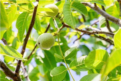 Walnuss 'Franquette' - Juglans regia 'Franquette' CAC