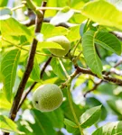 Walnuss 'Franquette' - Juglans regia 'Franquette' CAC