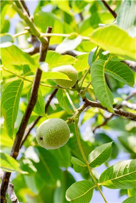 Walnuss 'Franquette' - Juglans regia 'Franquette' CAC