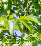 Walnuss 'Franquette' - Juglans regia 'Franquette' CAC