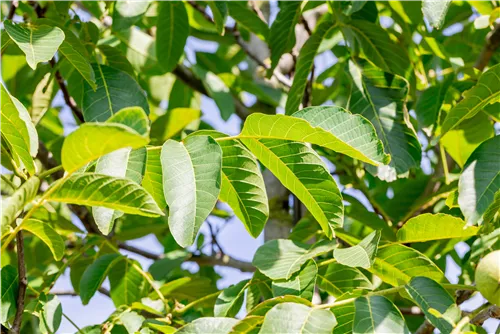 Walnuss 'Franquette' - Juglans regia 'Franquette' CAC