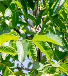 Walnuss 'Franquette' - Juglans regia 'Franquette' CAC