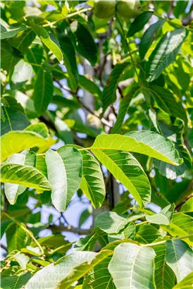 Walnuss 'Franquette' - Juglans regia 'Franquette' CAC