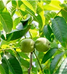 Walnuss 'Franquette' - Juglans regia 'Franquette' CAC