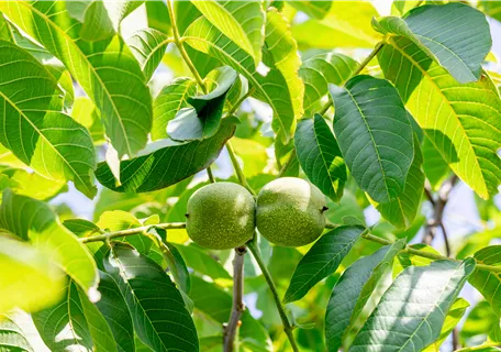 Juglans regia 'Franquette' CAC - Walnuss 'Franquette'