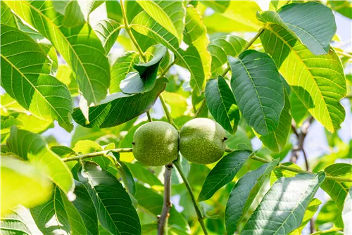 Walnuss 'Franquette' - Juglans regia 'Franquette' CAC