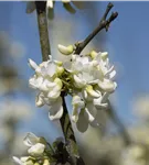 Gemeiner Judasbaum 'Alba' - Cercis siliquastrum 'Alba'