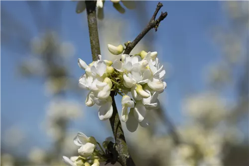 Gemeiner Judasbaum 'Alba' - Cercis siliquastrum 'Alba'