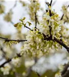 Gemeiner Judasbaum 'Alba' - Cercis siliquastrum 'Alba'