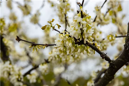 Gemeiner Judasbaum 'Alba' - Cercis siliquastrum 'Alba'