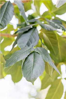 Blumenesche 'Louisa Lady' - Fraxinus ornus 'Louisa Lady'