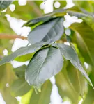 Blumenesche 'Louisa Lady' - Fraxinus ornus 'Louisa Lady'