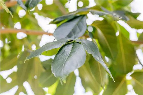 Blumenesche 'Louisa Lady' - Fraxinus ornus 'Louisa Lady'