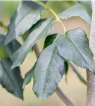 Blumenesche 'Louisa Lady' - Fraxinus ornus 'Louisa Lady'