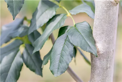 Blumenesche 'Louisa Lady' - Fraxinus ornus 'Louisa Lady'