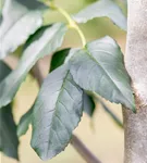 Blumenesche 'Louisa Lady' - Fraxinus ornus 'Louisa Lady'