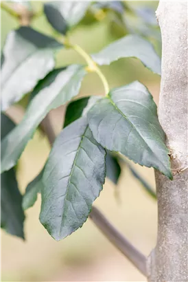 Blumenesche 'Louisa Lady' - Fraxinus ornus 'Louisa Lady'