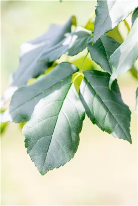 Blumenesche 'Louisa Lady' - Fraxinus ornus 'Louisa Lady'