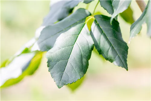 Blumenesche 'Louisa Lady' - Fraxinus ornus 'Louisa Lady'