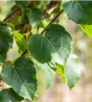 Dichtkronige Winterlinde - Tilia cordata 'Erecta'