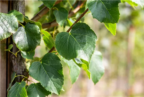 Dichtkronige Winterlinde - Tilia cordata 'Erecta'