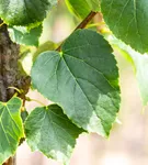 Dichtkronige Winterlinde - Tilia cordata 'Erecta'