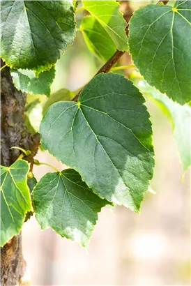 Dichtkronige Winterlinde - Tilia cordata 'Erecta'