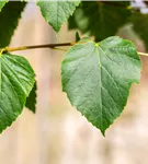 Dichtkronige Winterlinde - Tilia cordata 'Erecta'