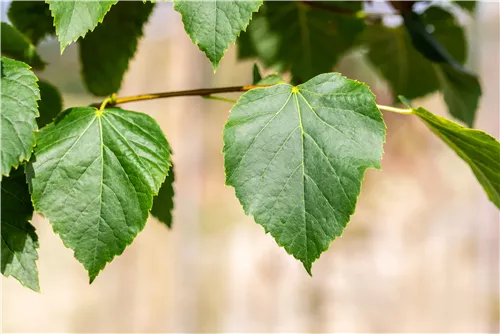 Dichtkronige Winterlinde - Tilia cordata 'Erecta'