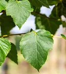 Dichtkronige Winterlinde - Tilia cordata 'Erecta'