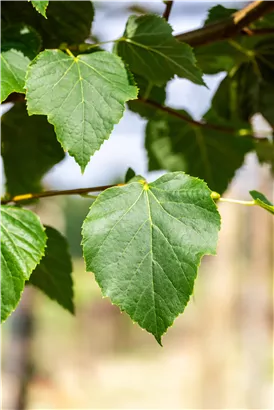 Dichtkronige Winterlinde - Tilia cordata 'Erecta'