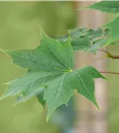 Ahorn 'Pacific Sunset'® - Acer truncatum 'Pacific Sunset'