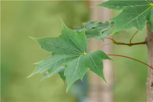 Ahorn 'Pacific Sunset'® - Acer truncatum 'Pacific Sunset'